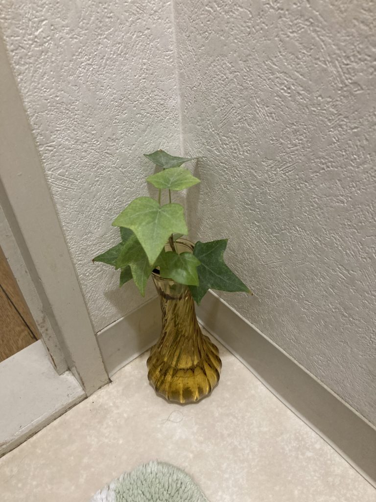 アイビーの水耕栽培。気軽に植物を育ててステキなお部屋にするコツ