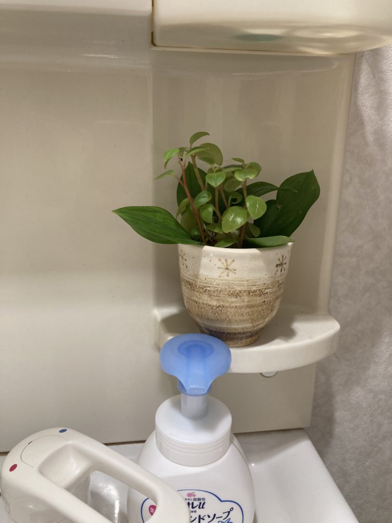 アイビーの水耕栽培。気軽に植物を育ててステキなお部屋にするコツ