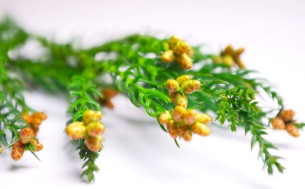 掃除で花粉症対策